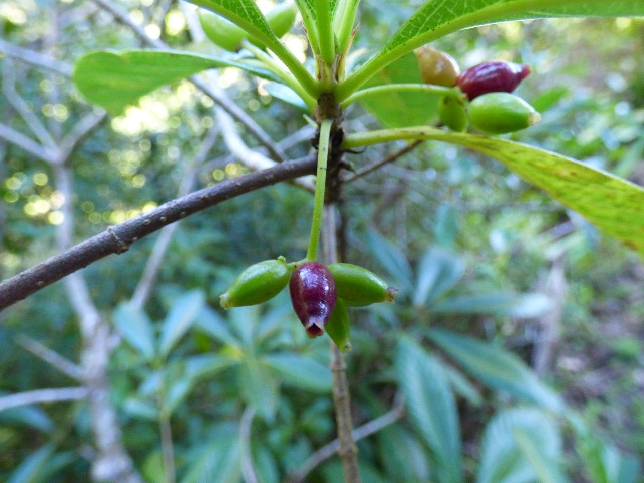 Antirhea borbonica fruit