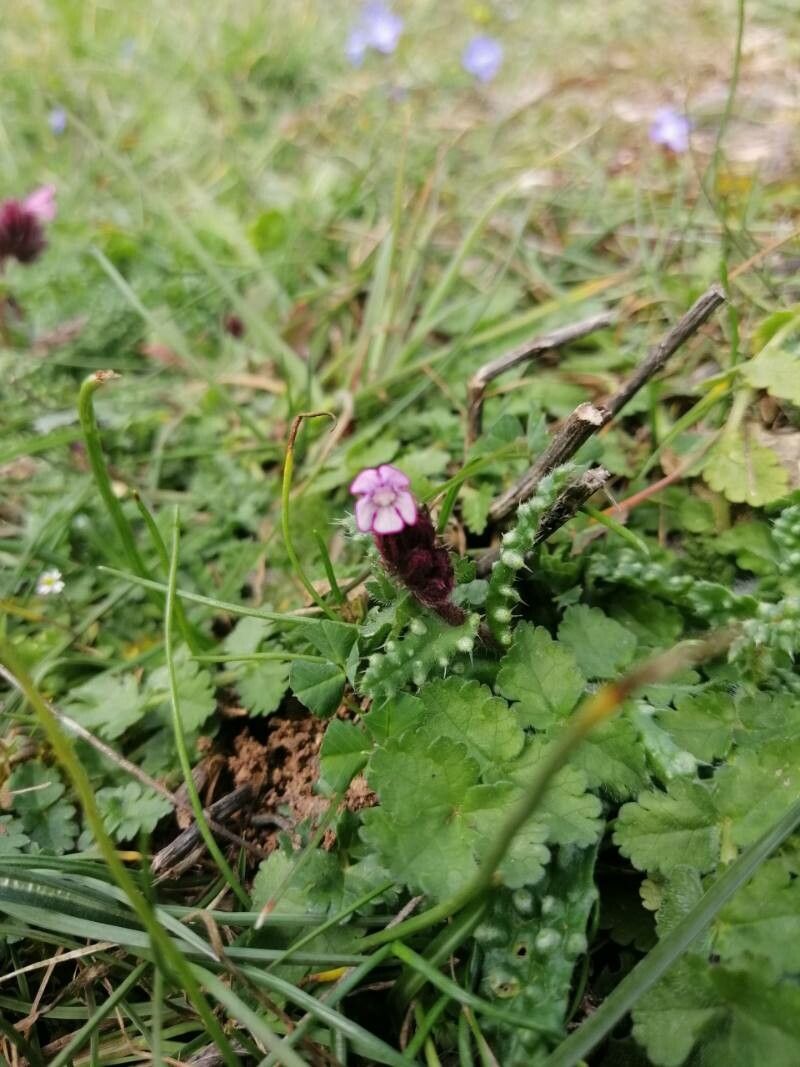 Pedicularis orthantha flower