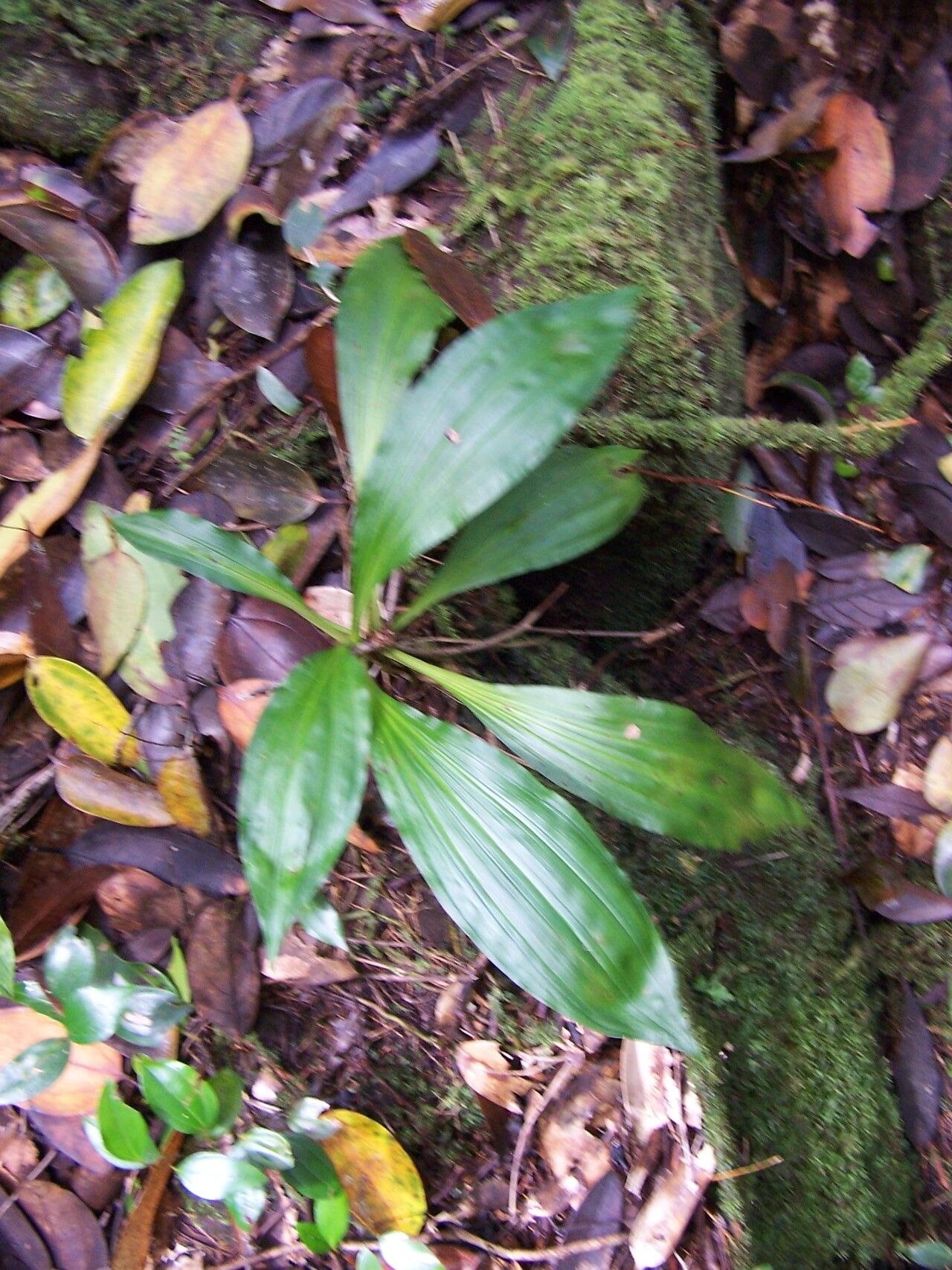 Calanthe millotae — houseplant care guide