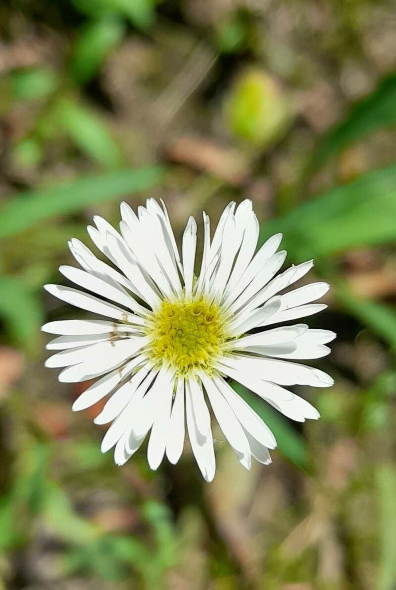 Symphyotrichum glabrifolium flower
