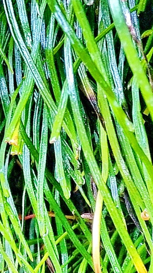 Haplopteris anguste-elongata — related species from the same genus