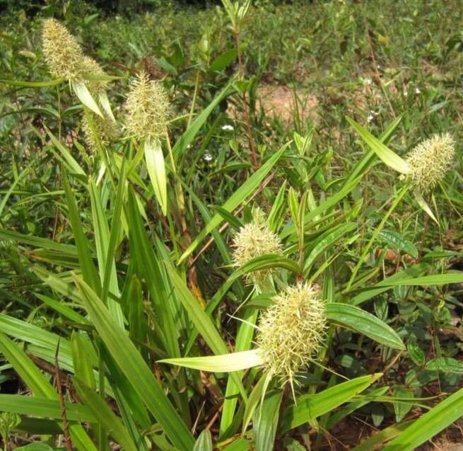 Scleria cyperina — houseplant care guide