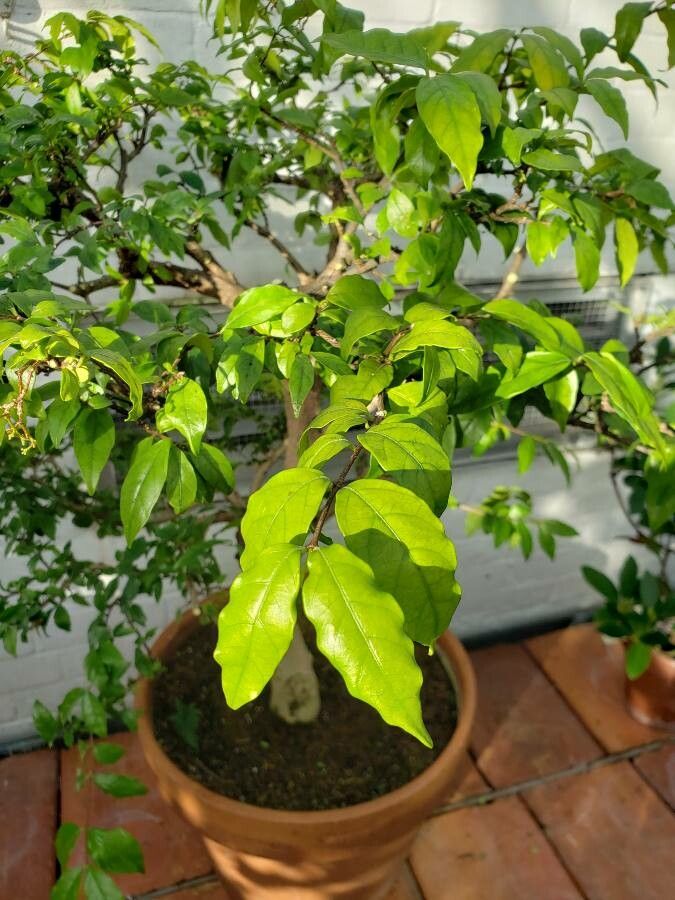 Wrightia religiosa — fragrant plants houseplant