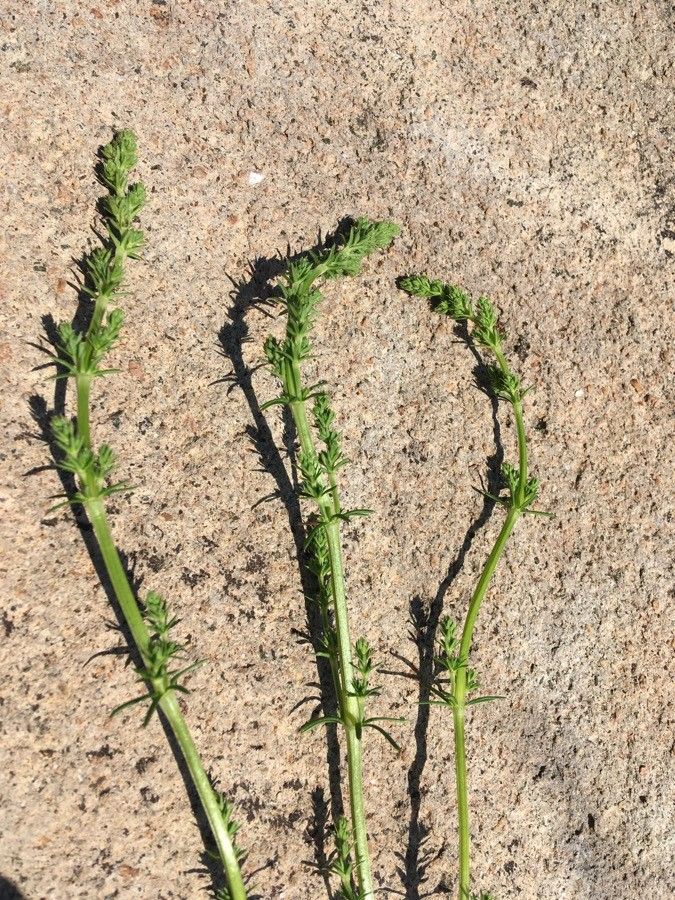 Veronica peregrina leaf