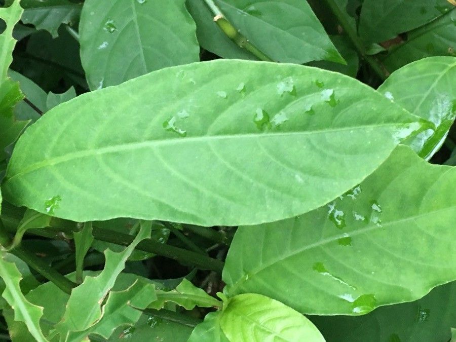 Odontonema cuspidatum