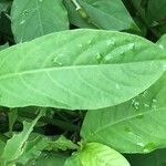 Odontonema cuspidatum