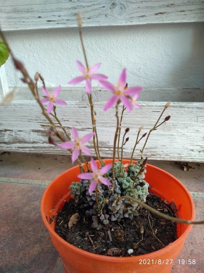 Anacampseros filamentosa flower