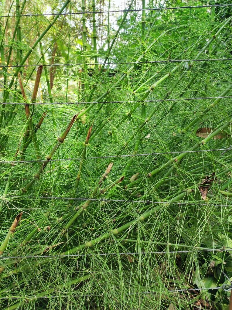 Equisetum myriochaetum leaf