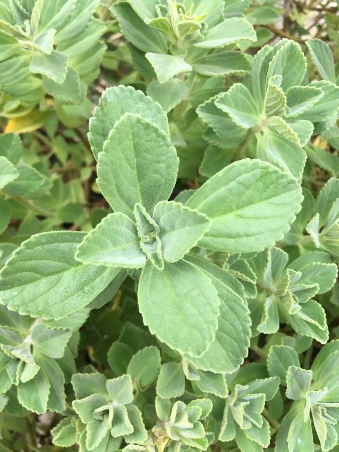 Plectranthus ornatus leaf