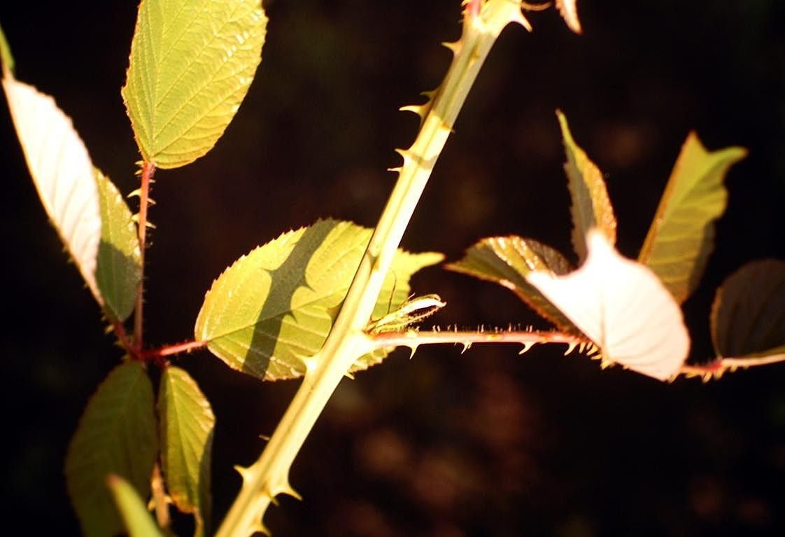 Rubus incanescens bark