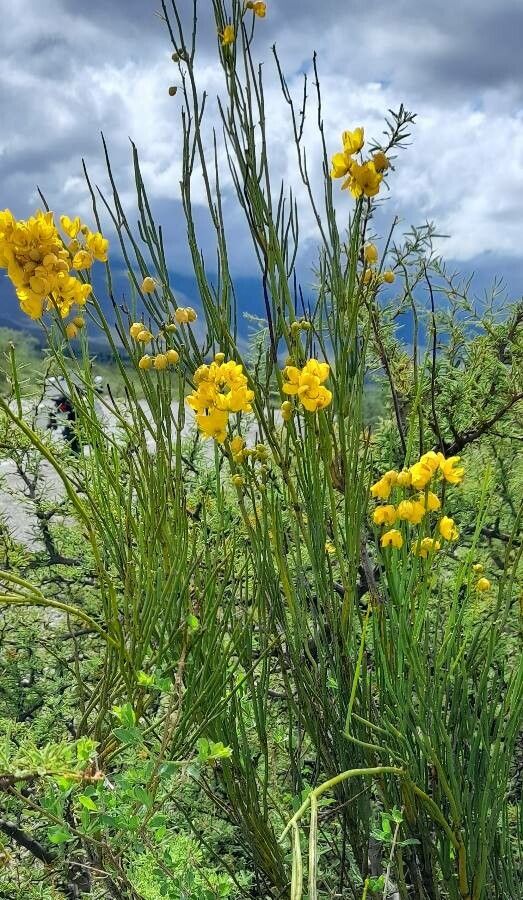 Senna crassiramea habit