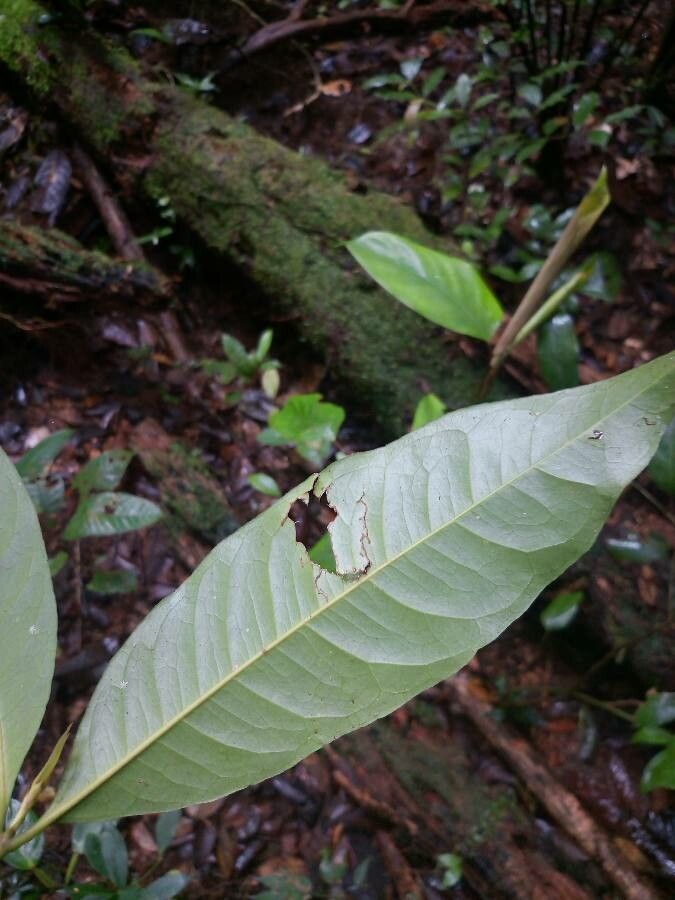 Ixora ferrea — search result for 'Ixora'