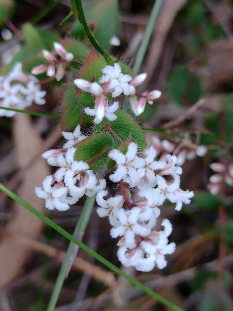 Leucopogon amplexicaulis flower