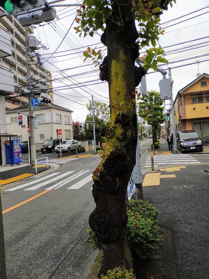 Machilus thunbergii habit