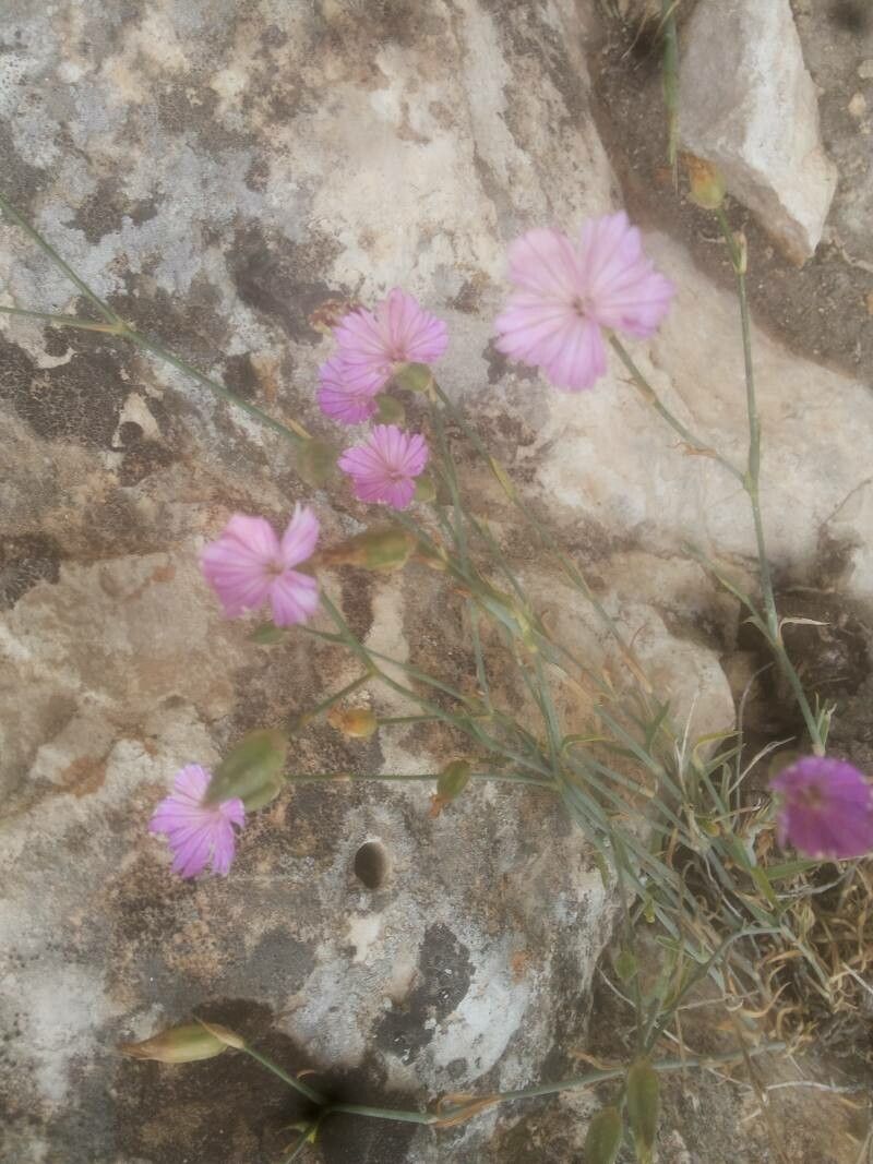 Dianthus tripunctatus habit