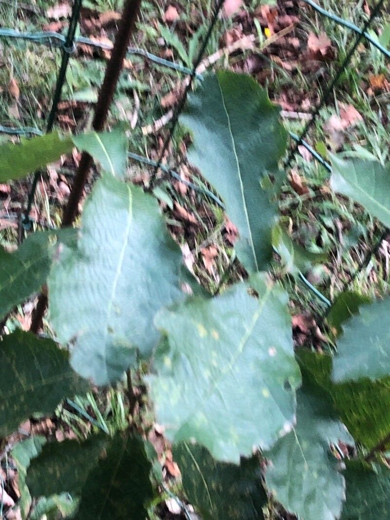 Quercus segoviensis — houseplant care guide