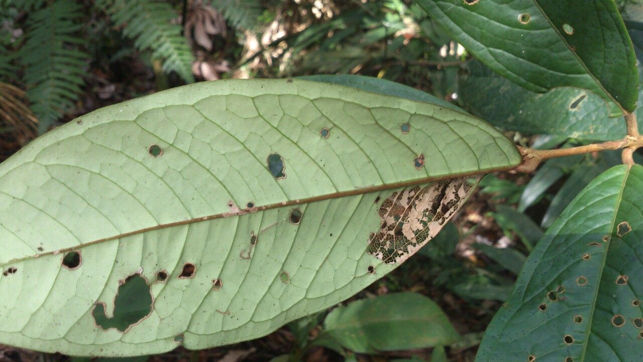 Eugenia hartshornii leaf