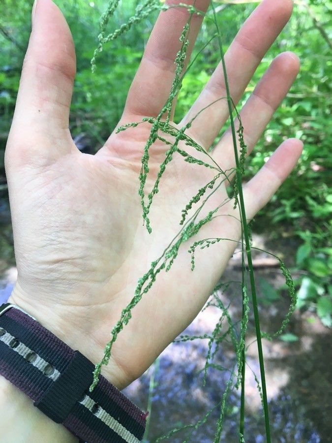 Carex gracillima fruit