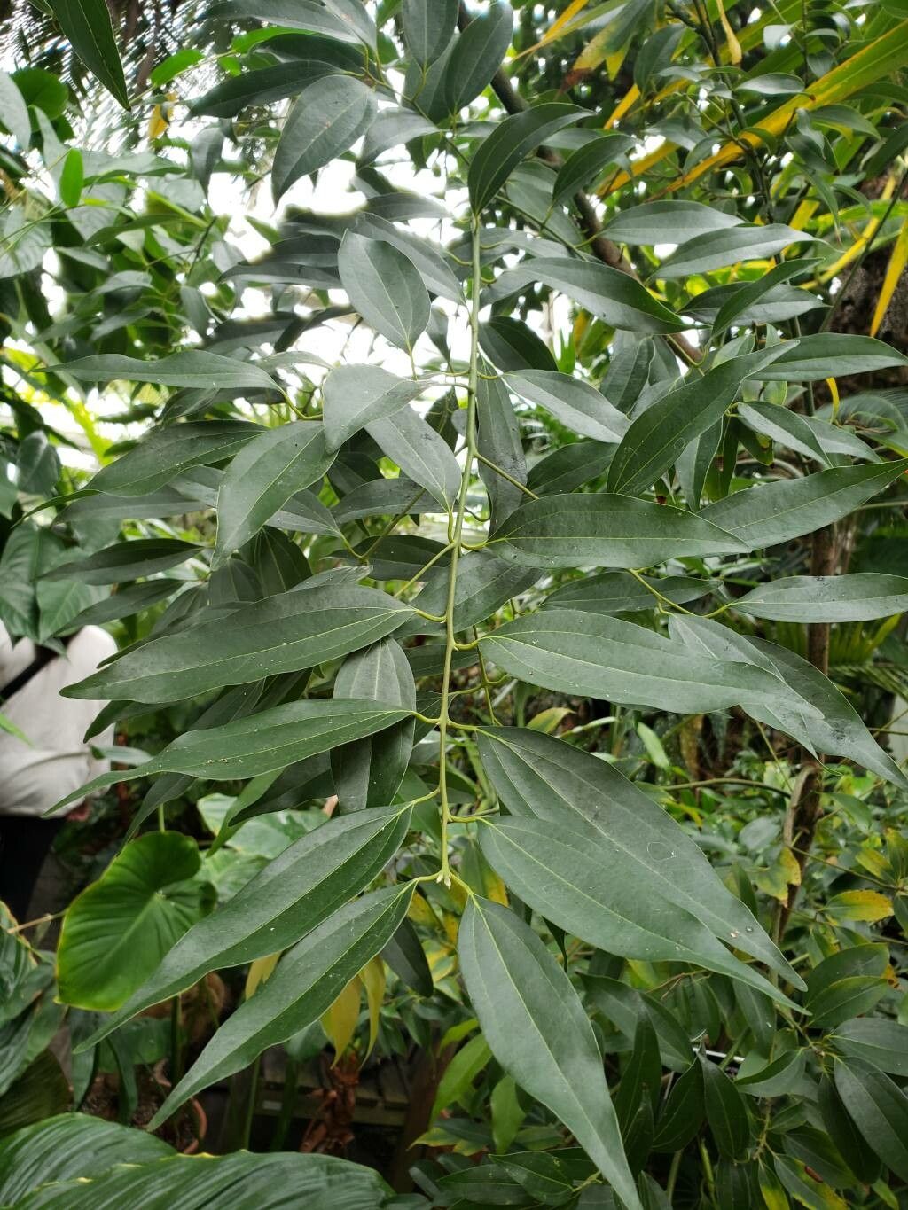 Cinnamomum aromaticum — related species from the same genus