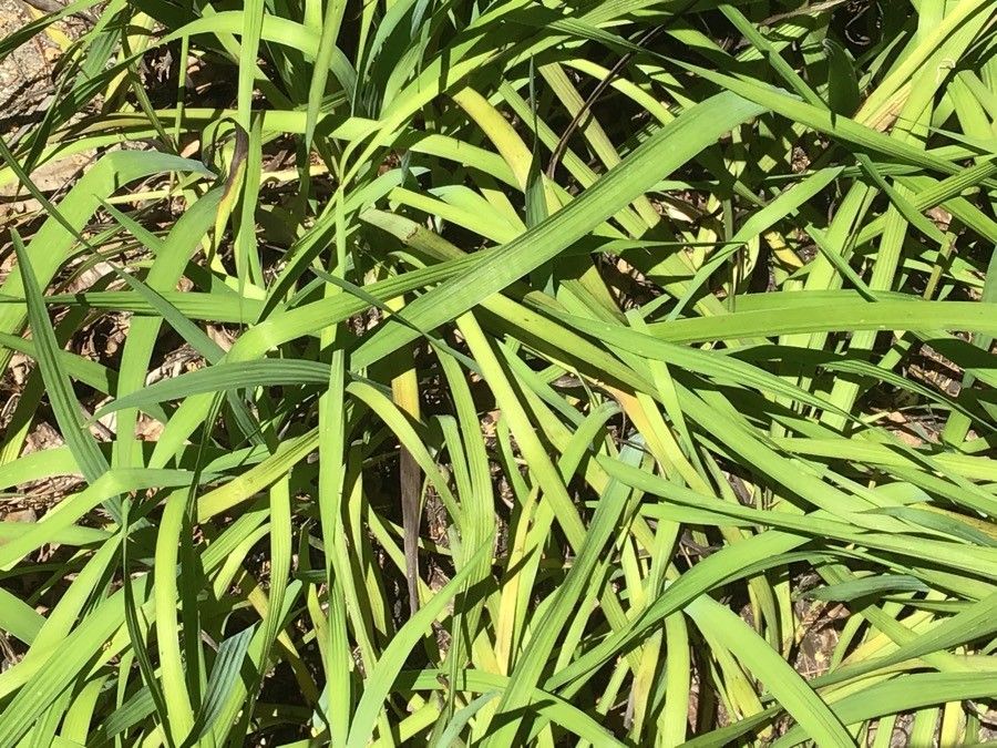 Orthrosanthus multiflorus — houseplant care guide