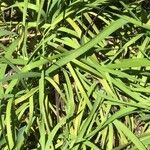 Orthrosanthus multiflorus