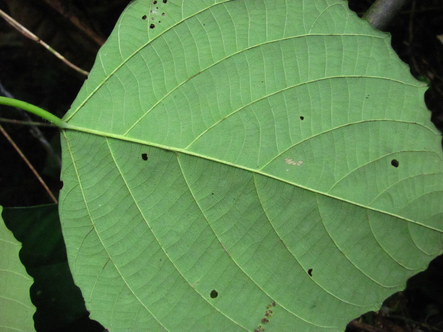 Macaranga paxii leaf