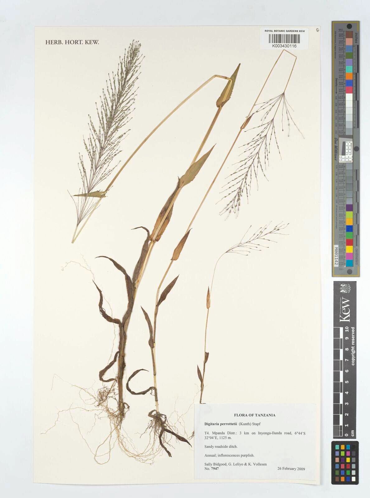 Digitaria perrottetii — houseplant care guide