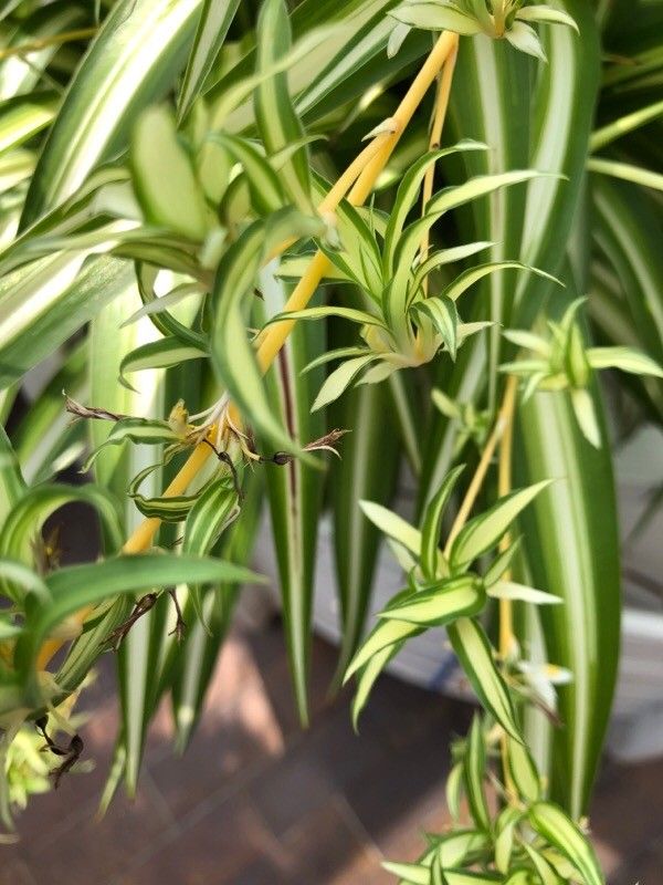 Camassia scilloides leaf