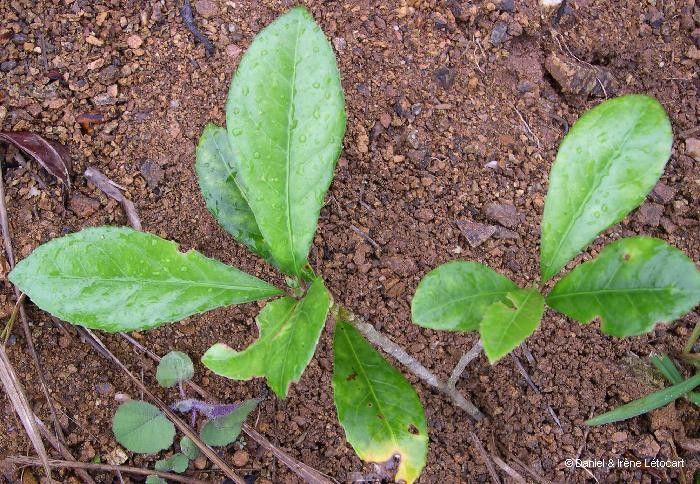 Hybanthus micranthus leaf