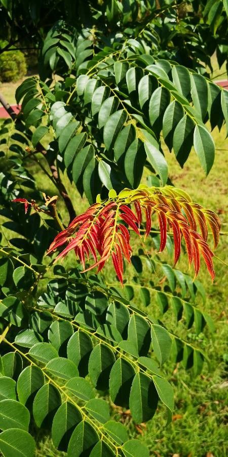 Erythrophleum fordii leaf