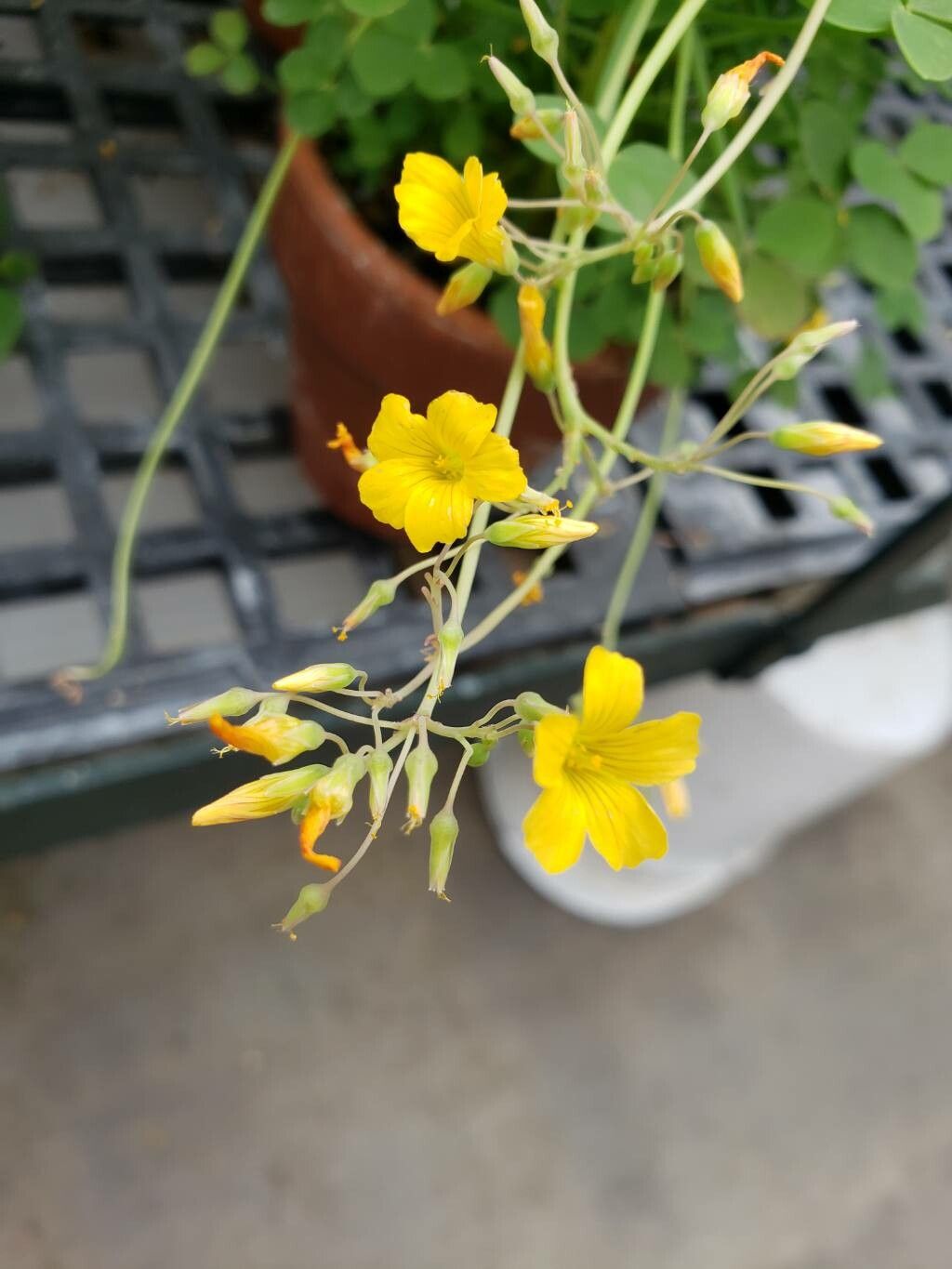 Oxalis teneriensis flower