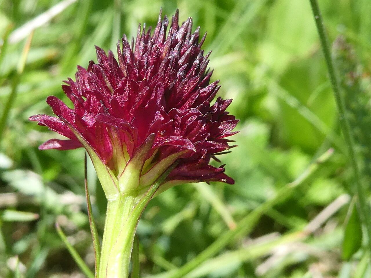 Gymnadenia gabasiana flower