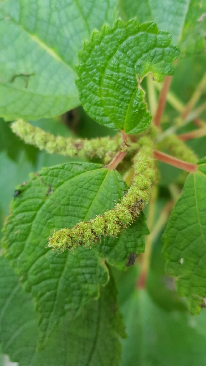 Boehmeria macrophylla fruit