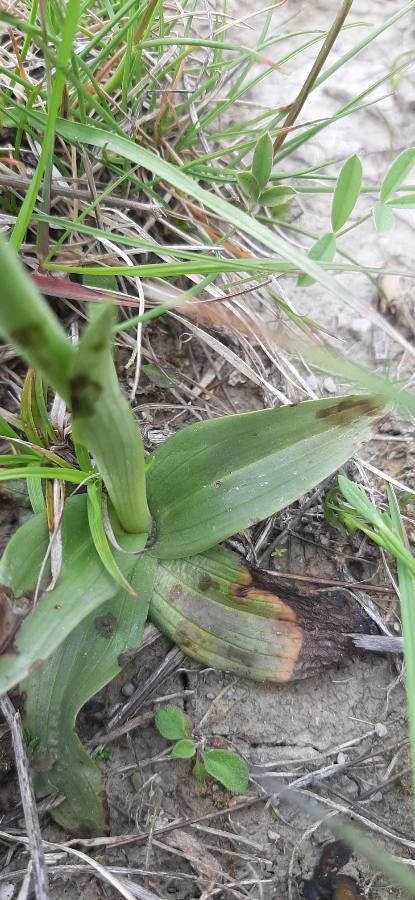 Ophrys bertolonii leaf