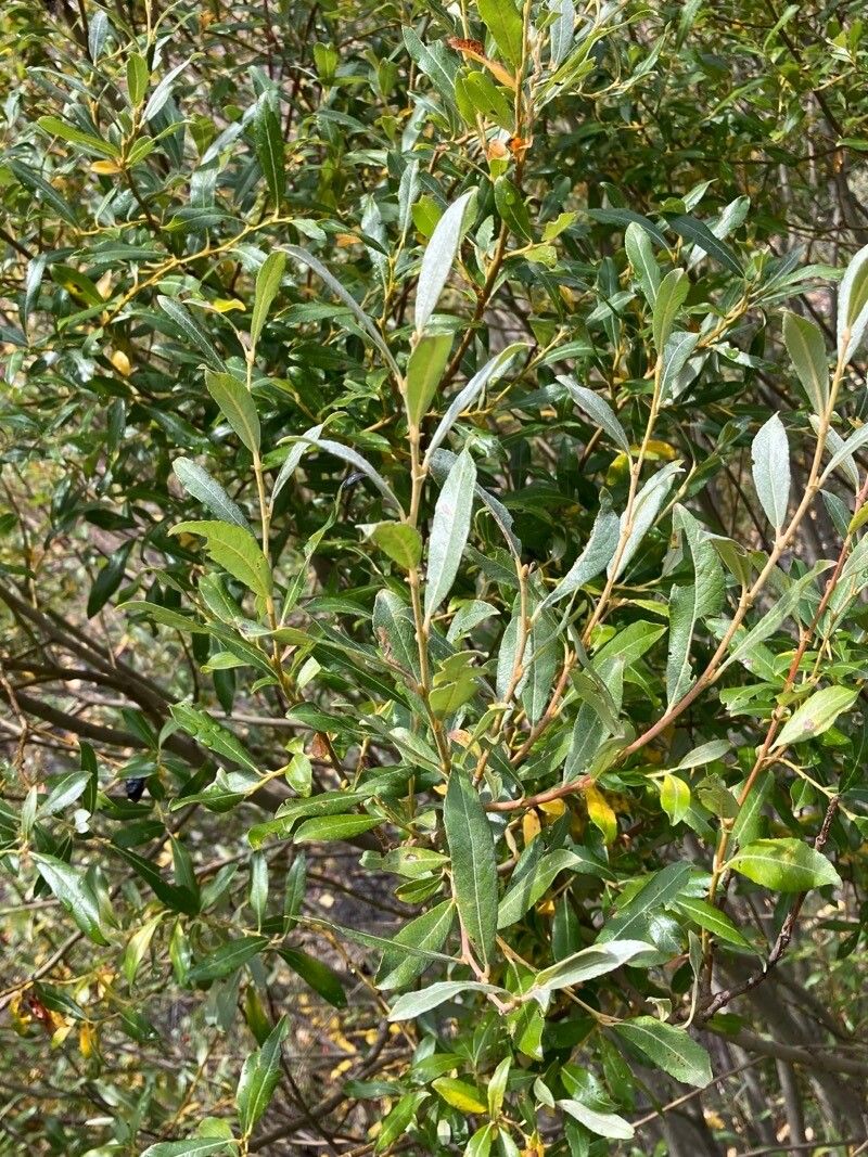 Salix lasiolepis leaf