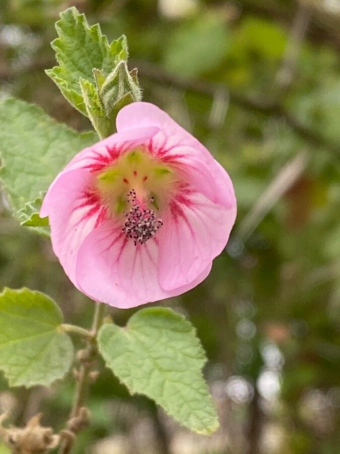 Anisodontea scabrosa flower