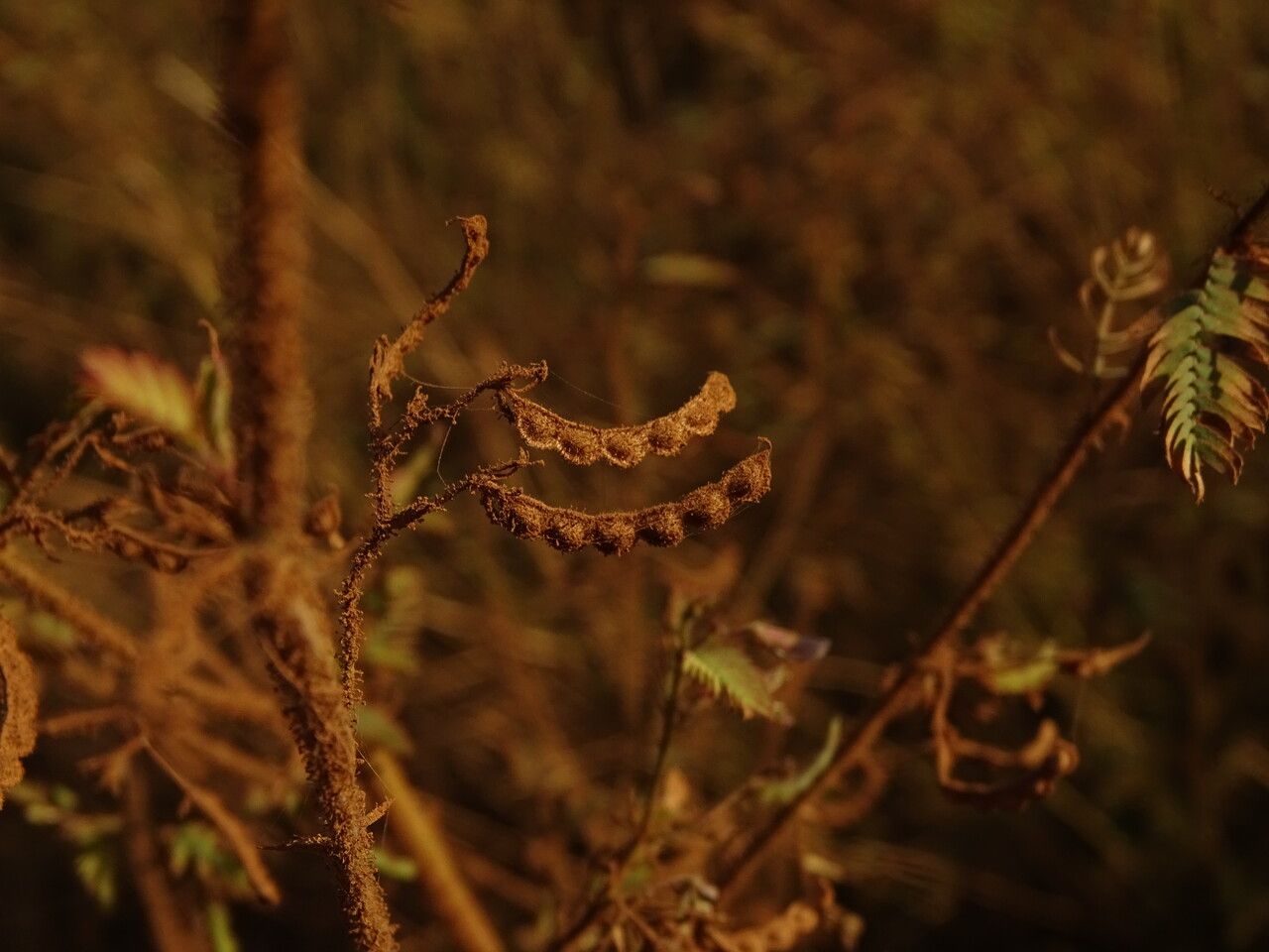 Aeschynomene indica fruit