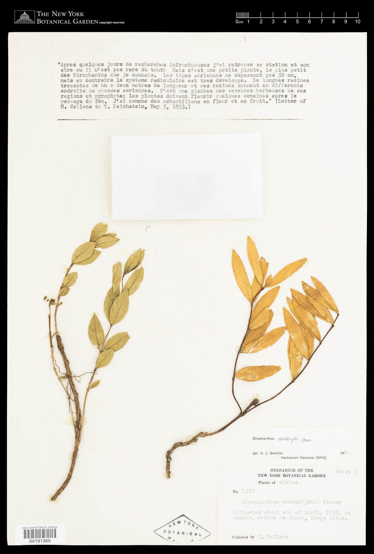 Strophanthus vanderijstii — houseplant care guide