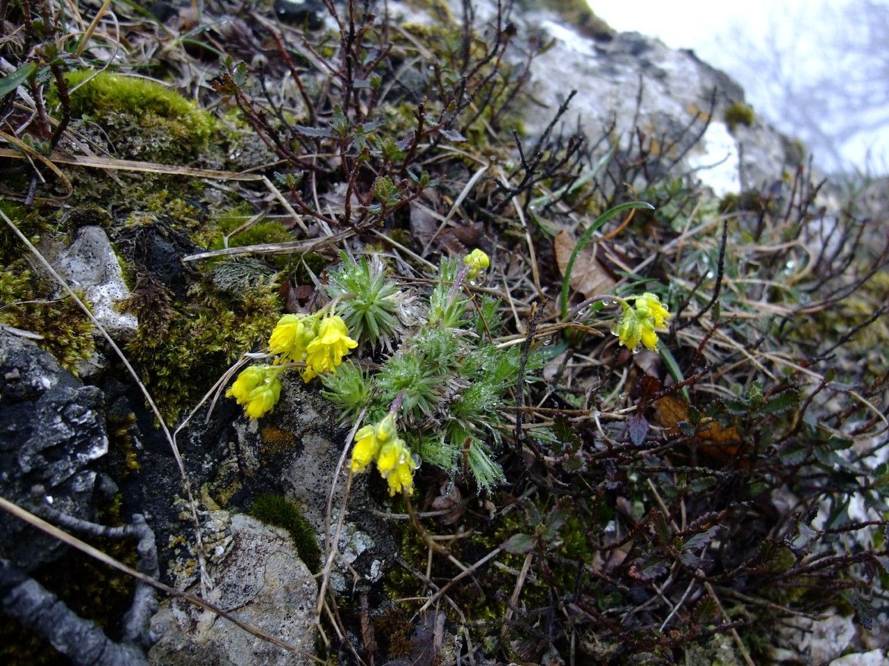 Draba hoppeana habit