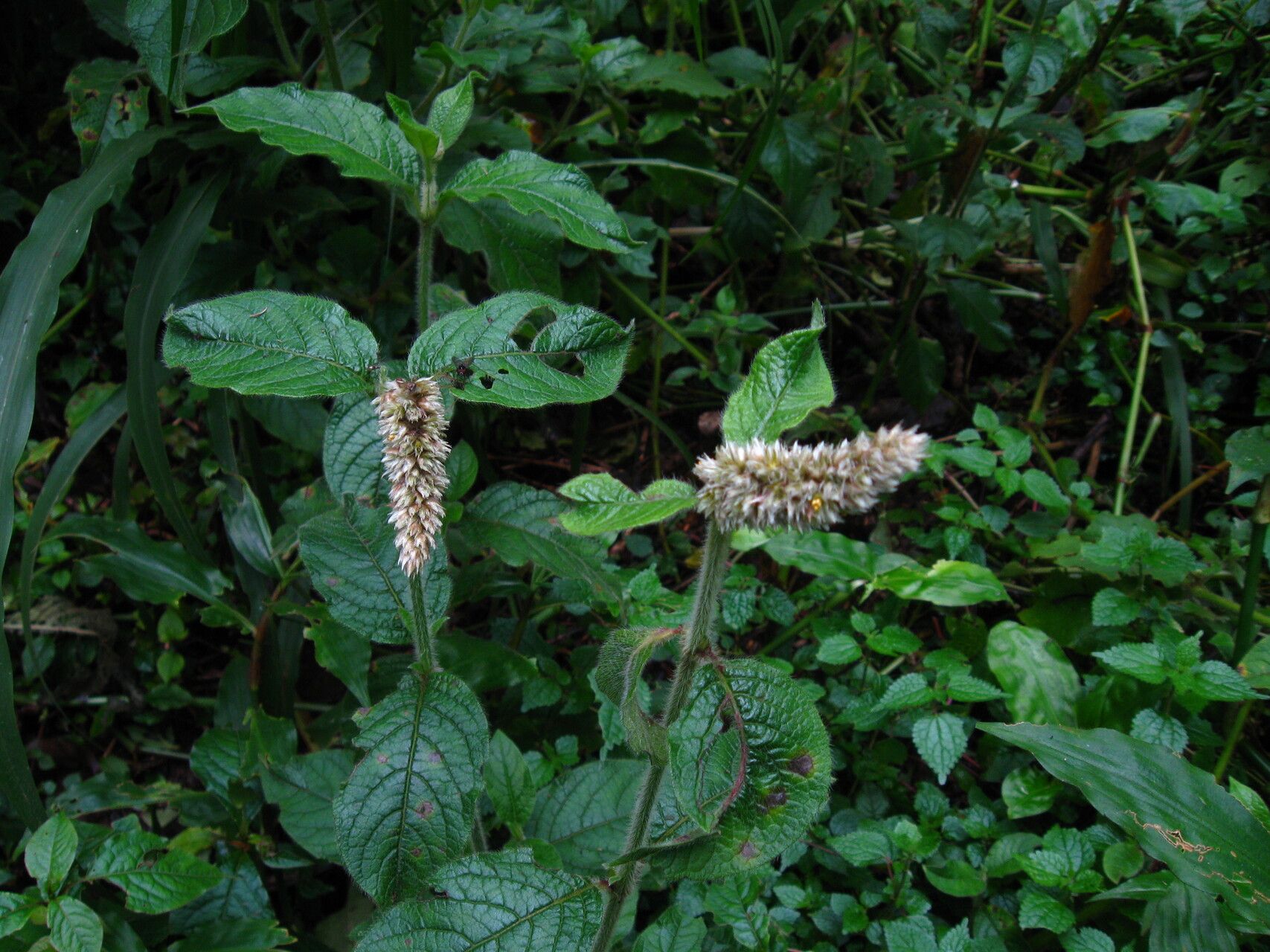 Cyathula cylindrica habit