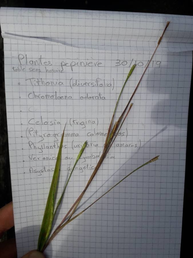 Rottboellia cochinchinensis flower