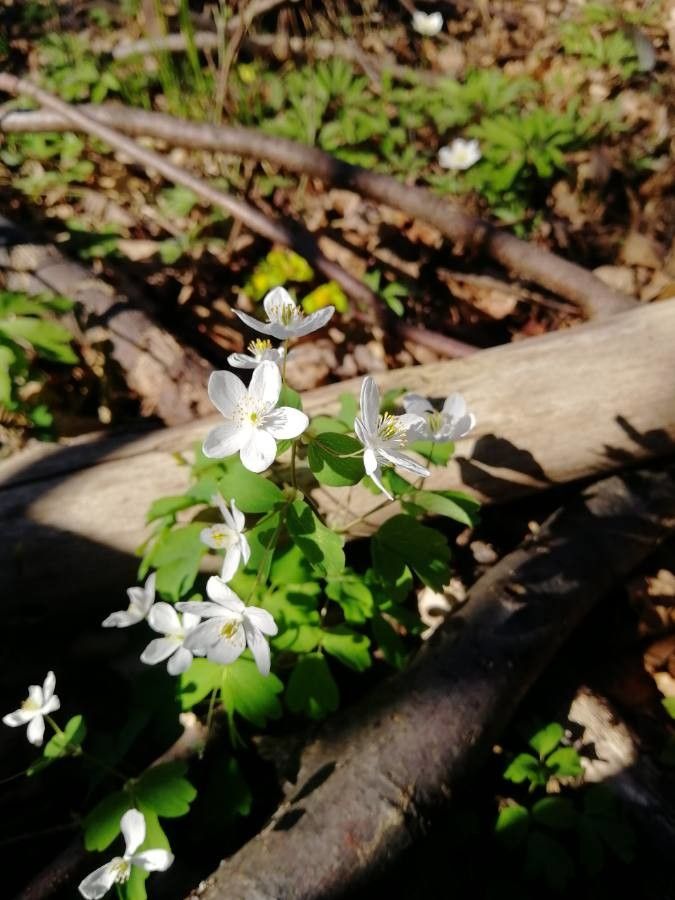 Isopyrum thalictroides flower