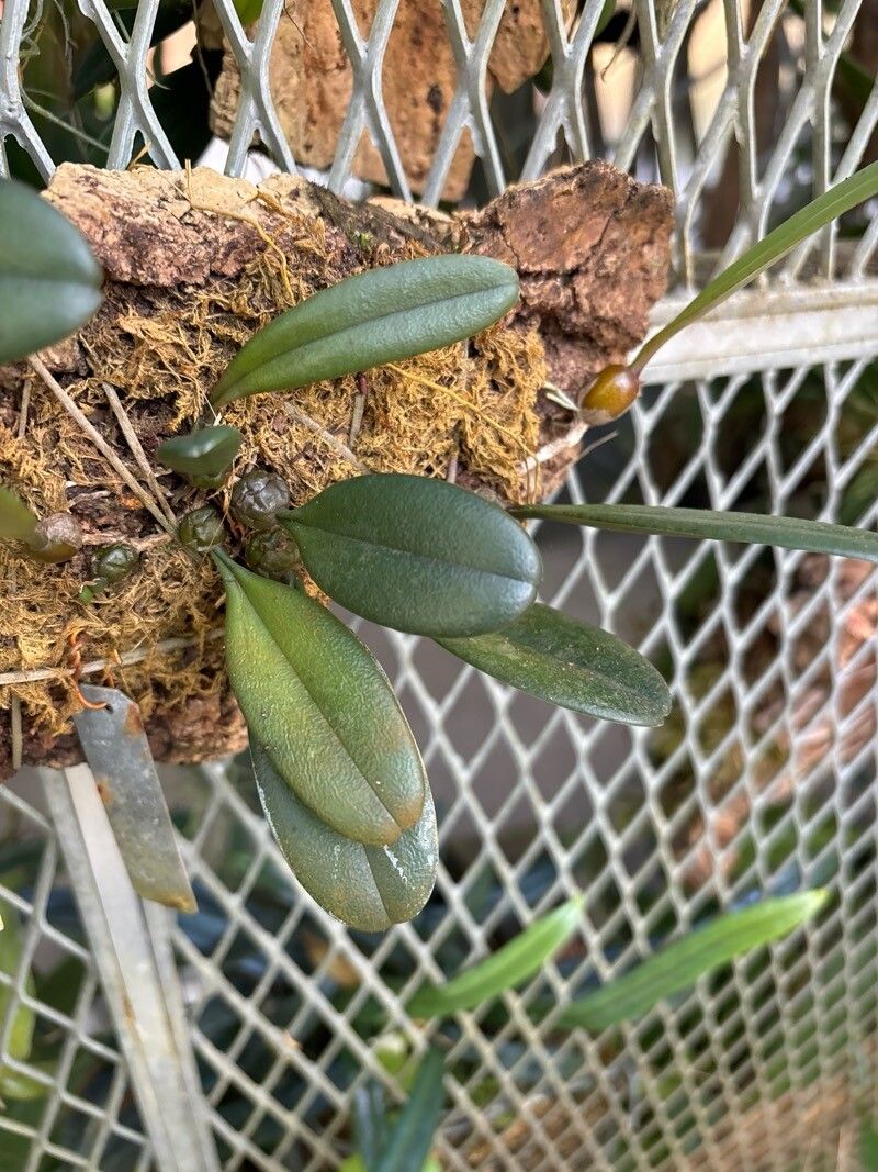 Bulbophyllum roxburghii — houseplant care guide