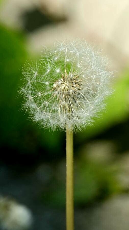 Taraxacum rubicundum fruit