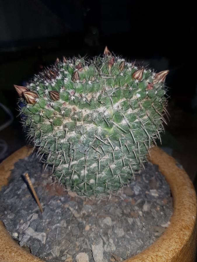 Mammillaria grusonii bark