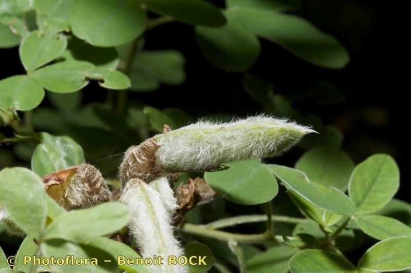 Chamaecytisus elongatus fruit