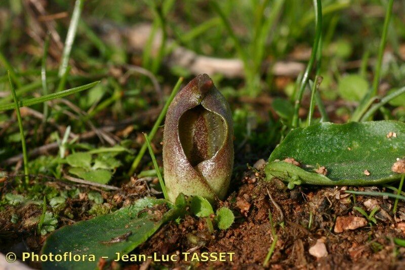 Ambrosina bassii flower