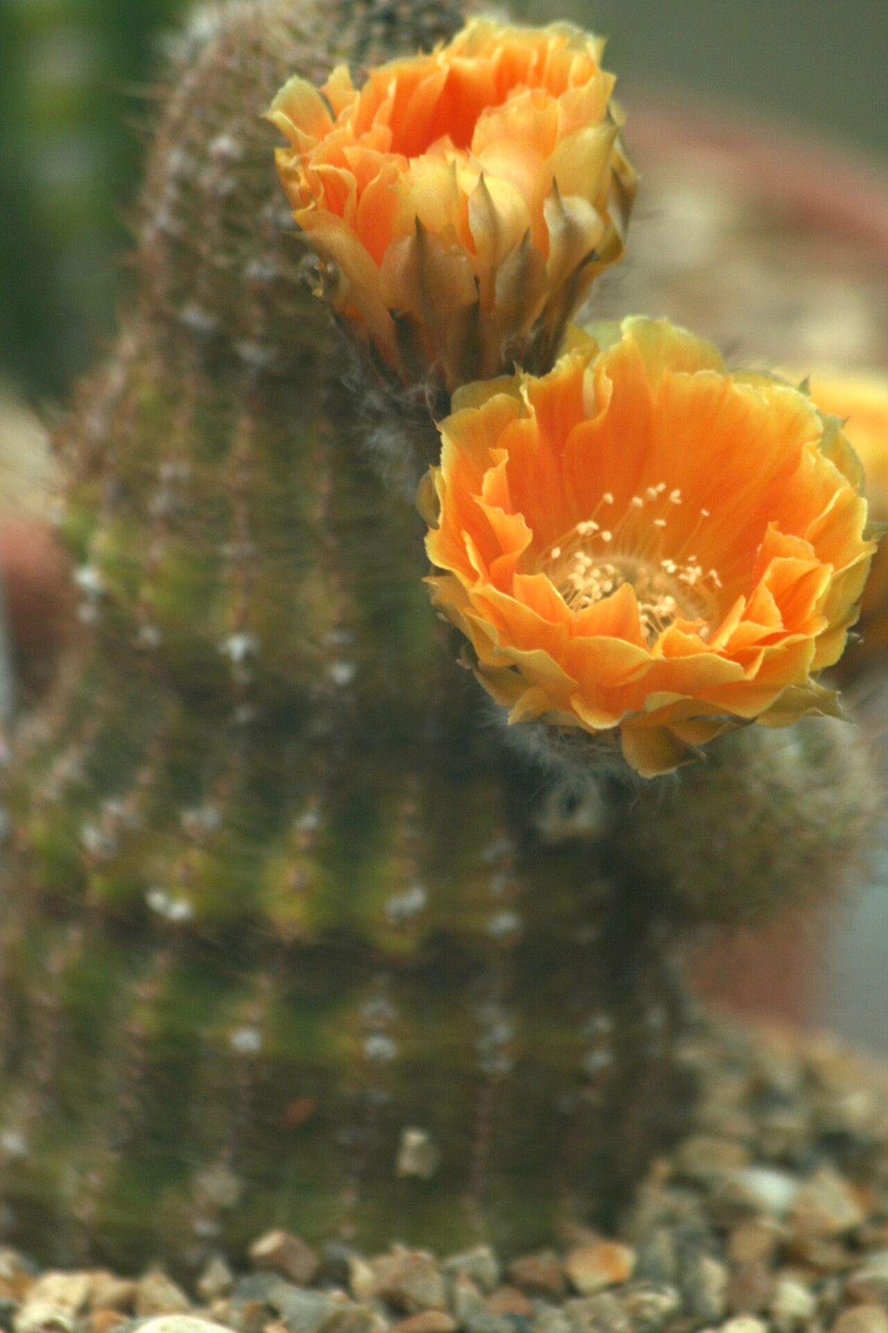 Echinopsis densispina flower