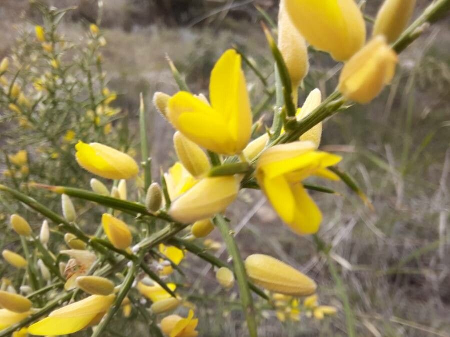 Ulex parviflorus flower