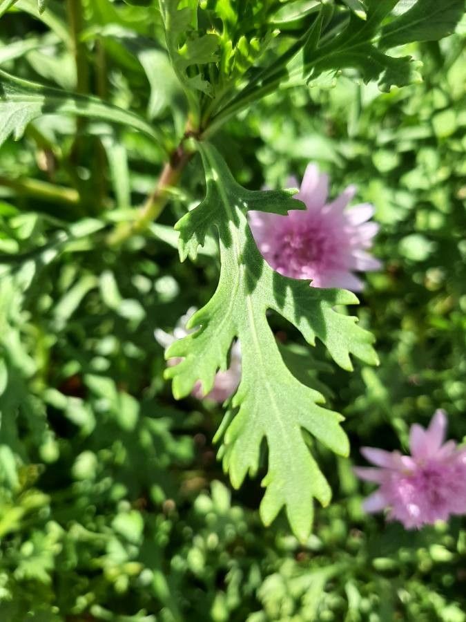 Crepis rubra leaf